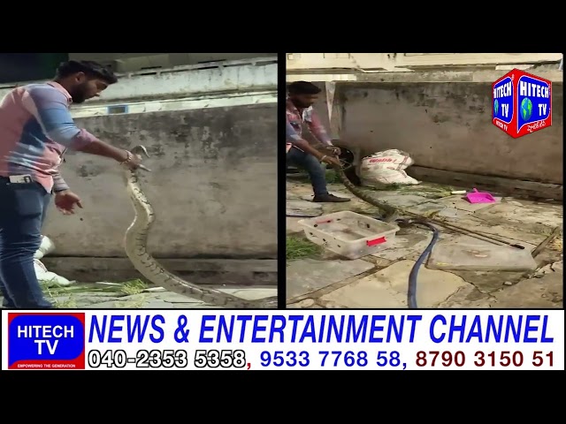 Hyderabad: Rescued Rock Python Near City College Animal Rescue Team Shifted Back Python to Forest